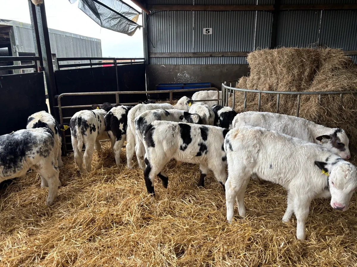 12 super reared Belgian blue bulls - Image 3