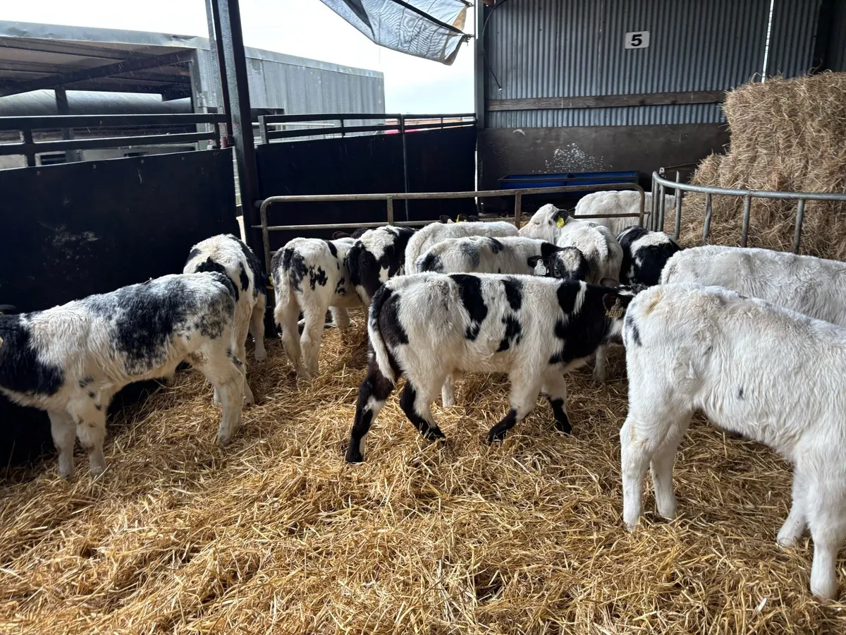 12 super reared Belgian blue bulls - Image 4