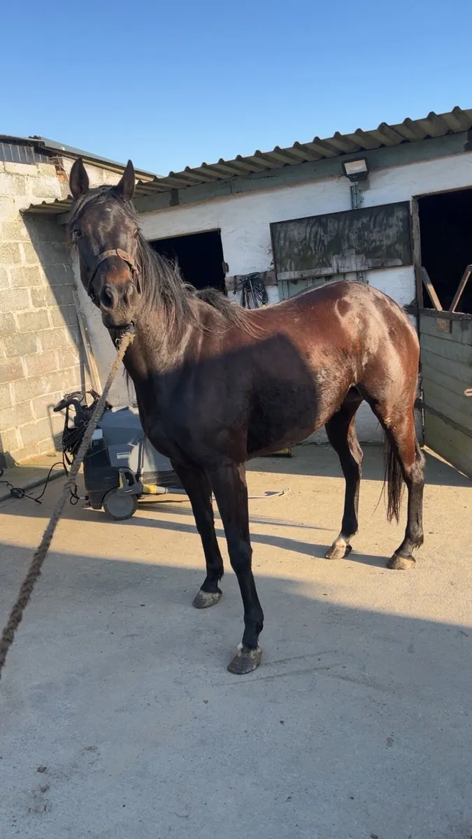 Thoroughbreds wanted