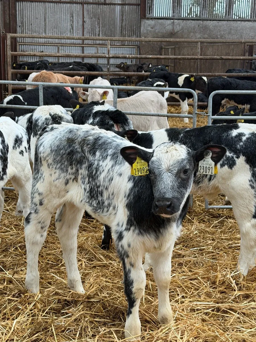 12 super Belgian Blue Heifers calf’s - Image 4
