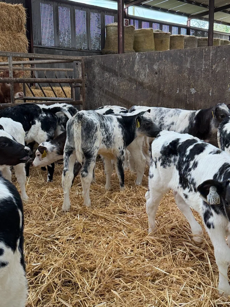 12 super Belgian Blue Heifers calf’s - Image 1