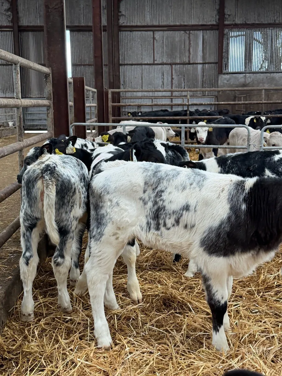 12 super Belgian Blue Heifers calf’s - Image 2