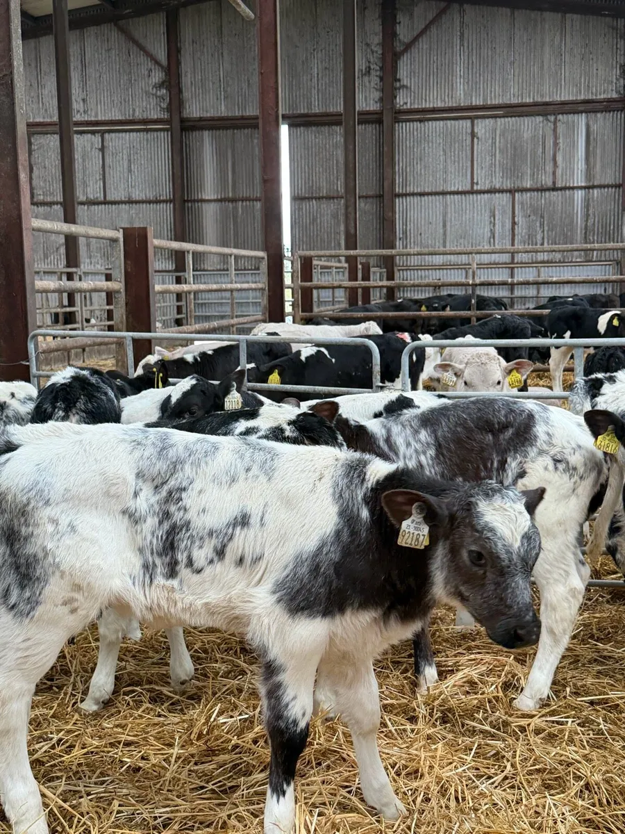 12 super Belgian Blue Heifers calf’s - Image 3