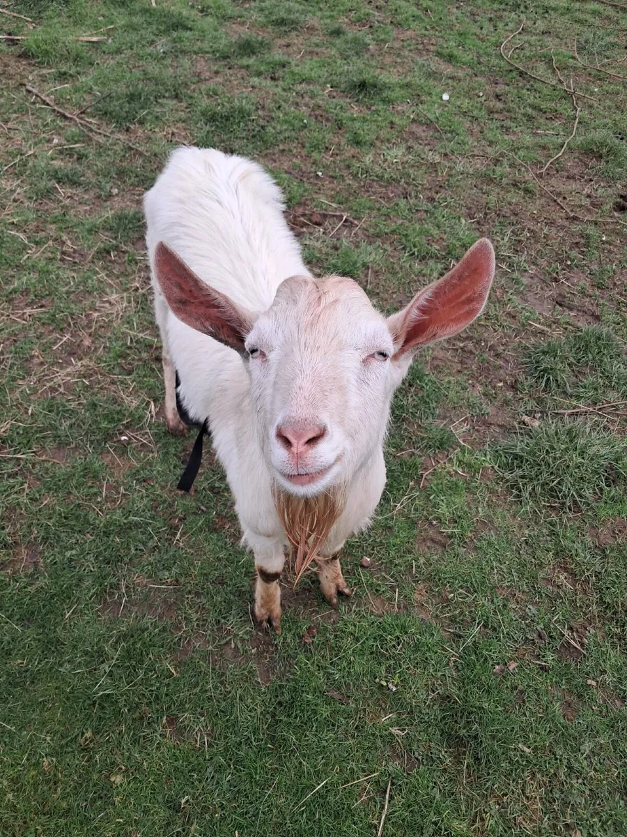 Proven Buck/Billy Goat - Saanen - Image 3