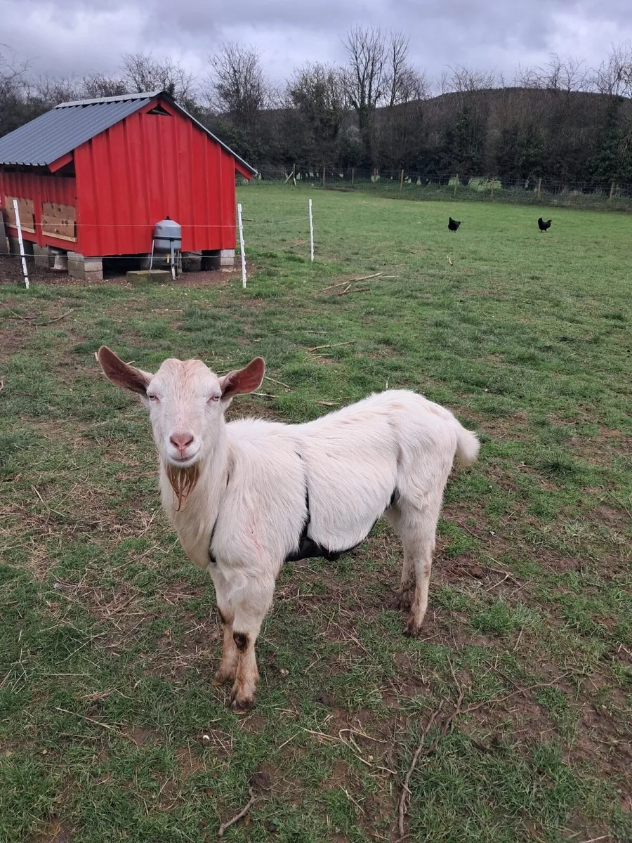 Proven Buck/Billy Goat - Saanen - Image 4