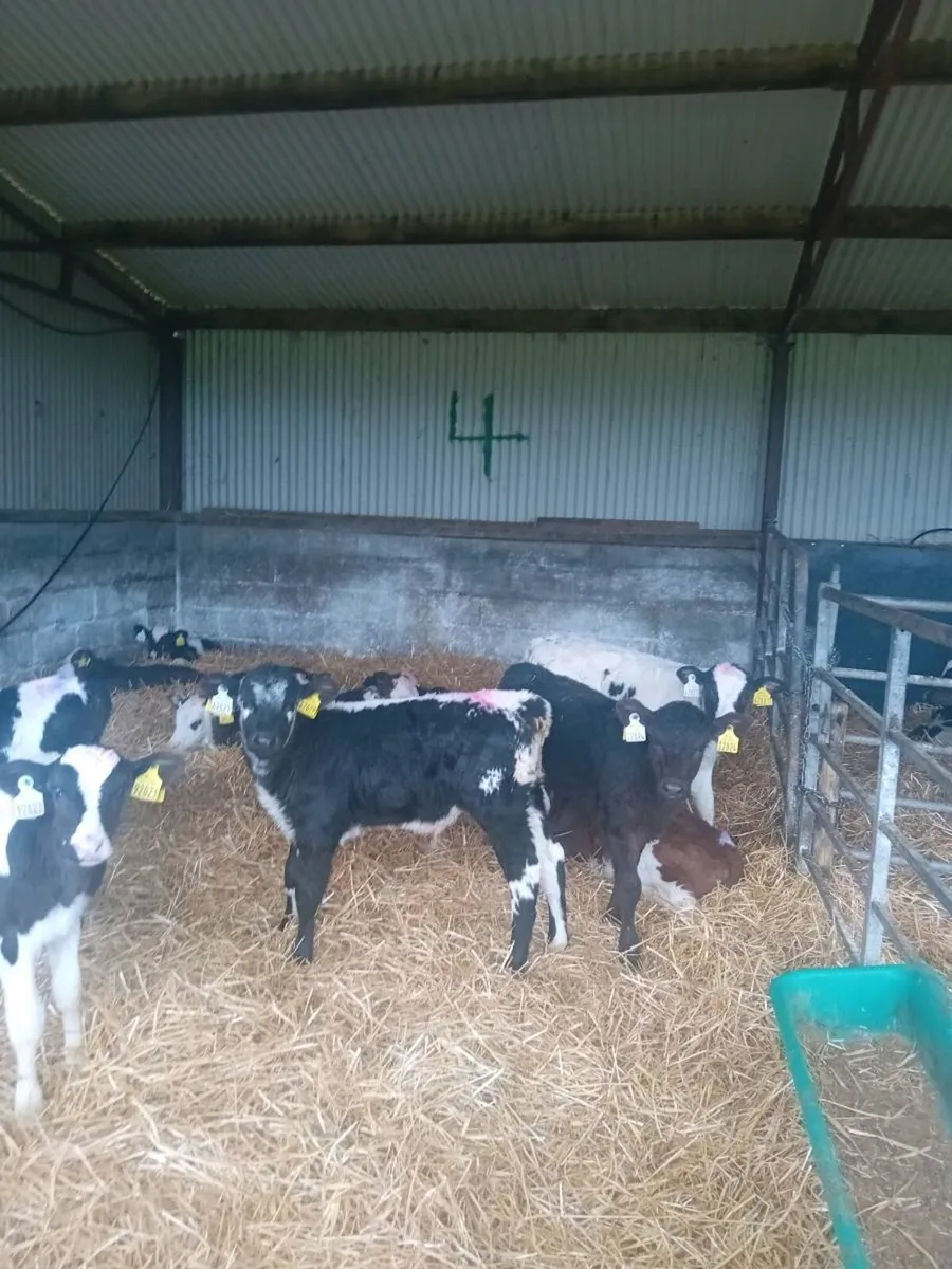 Thurles Mart Tommorow - Image 4