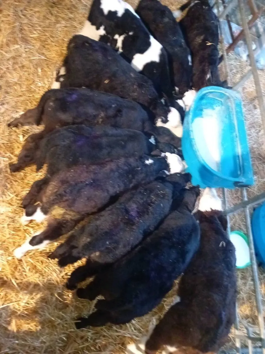 Thurles Mart Tommorow - Image 1