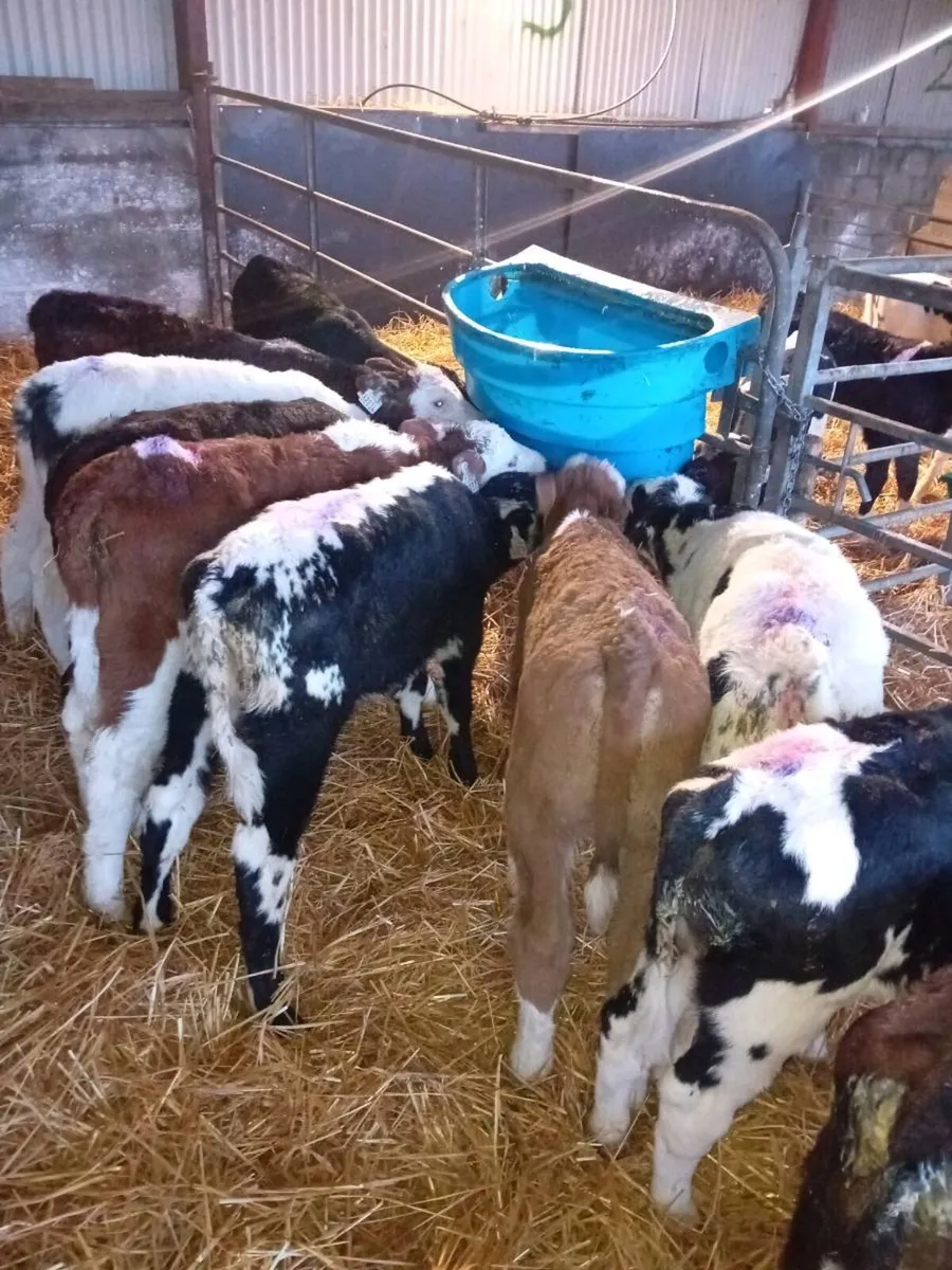 Thurles Mart Tommorow - Image 2