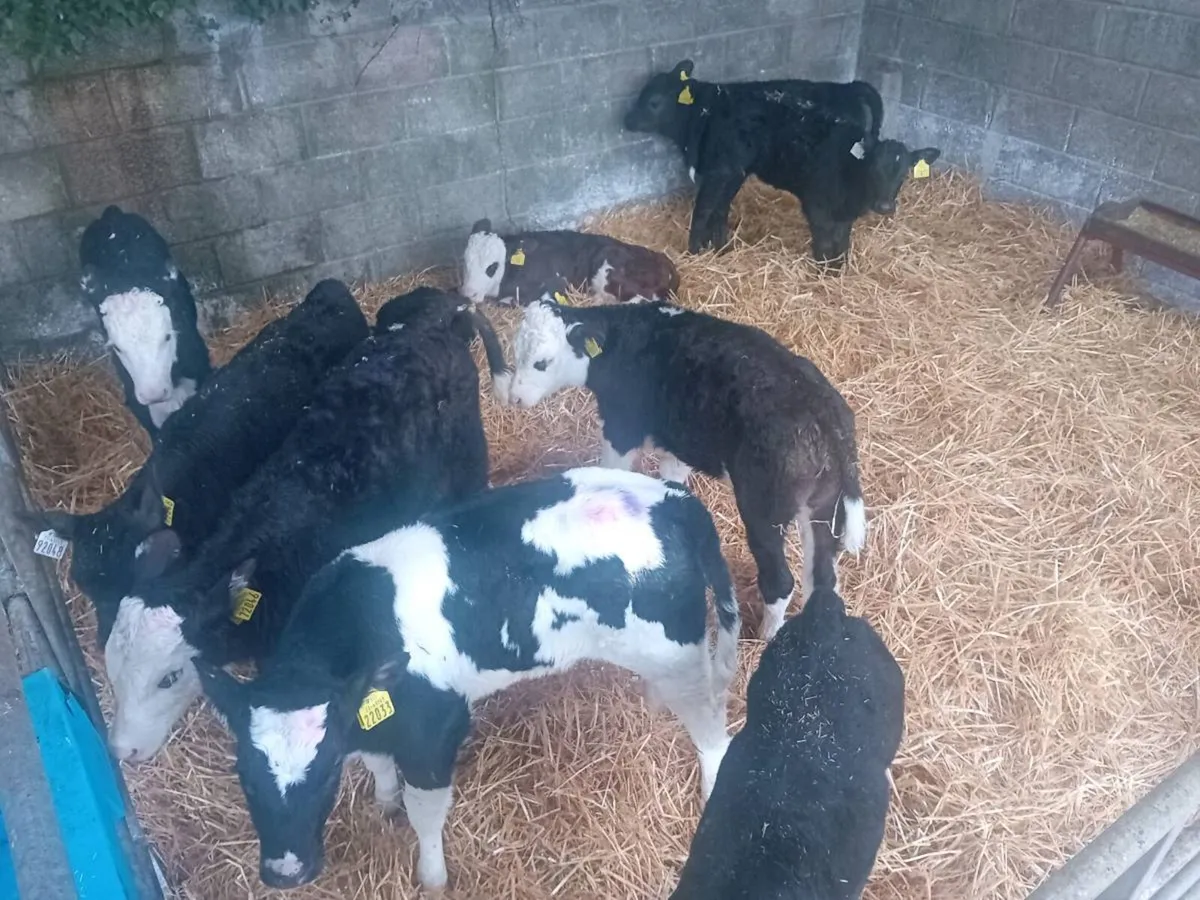 Thurles Mart Tommorow - Image 3