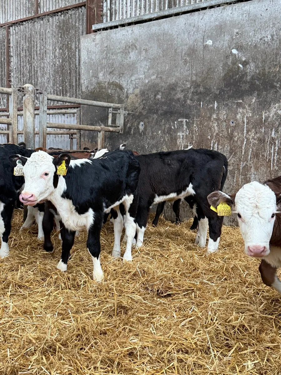 21 super Hereford Heifier calf’s - Image 2