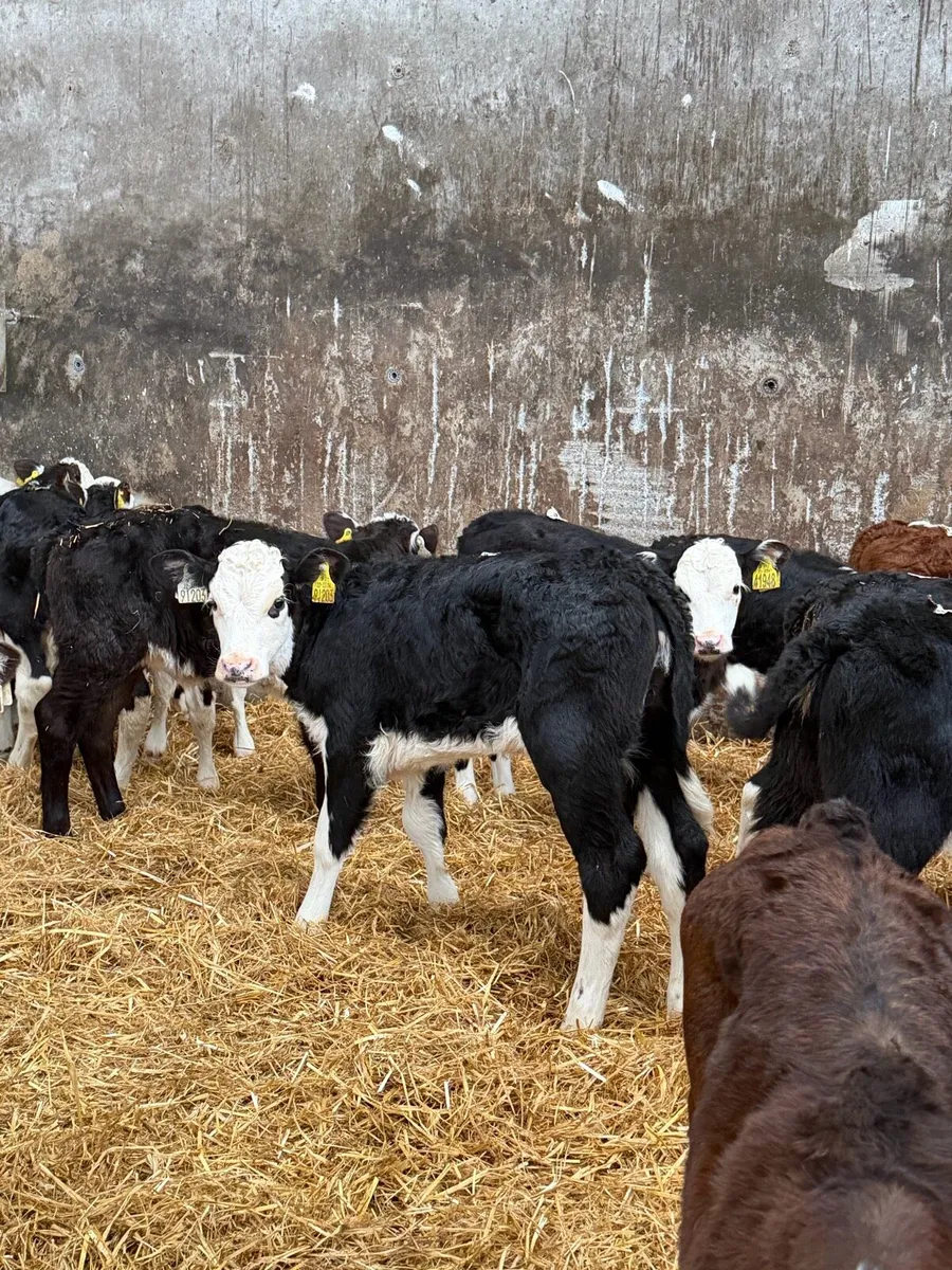 21 super Hereford Heifier calf’s - Image 3