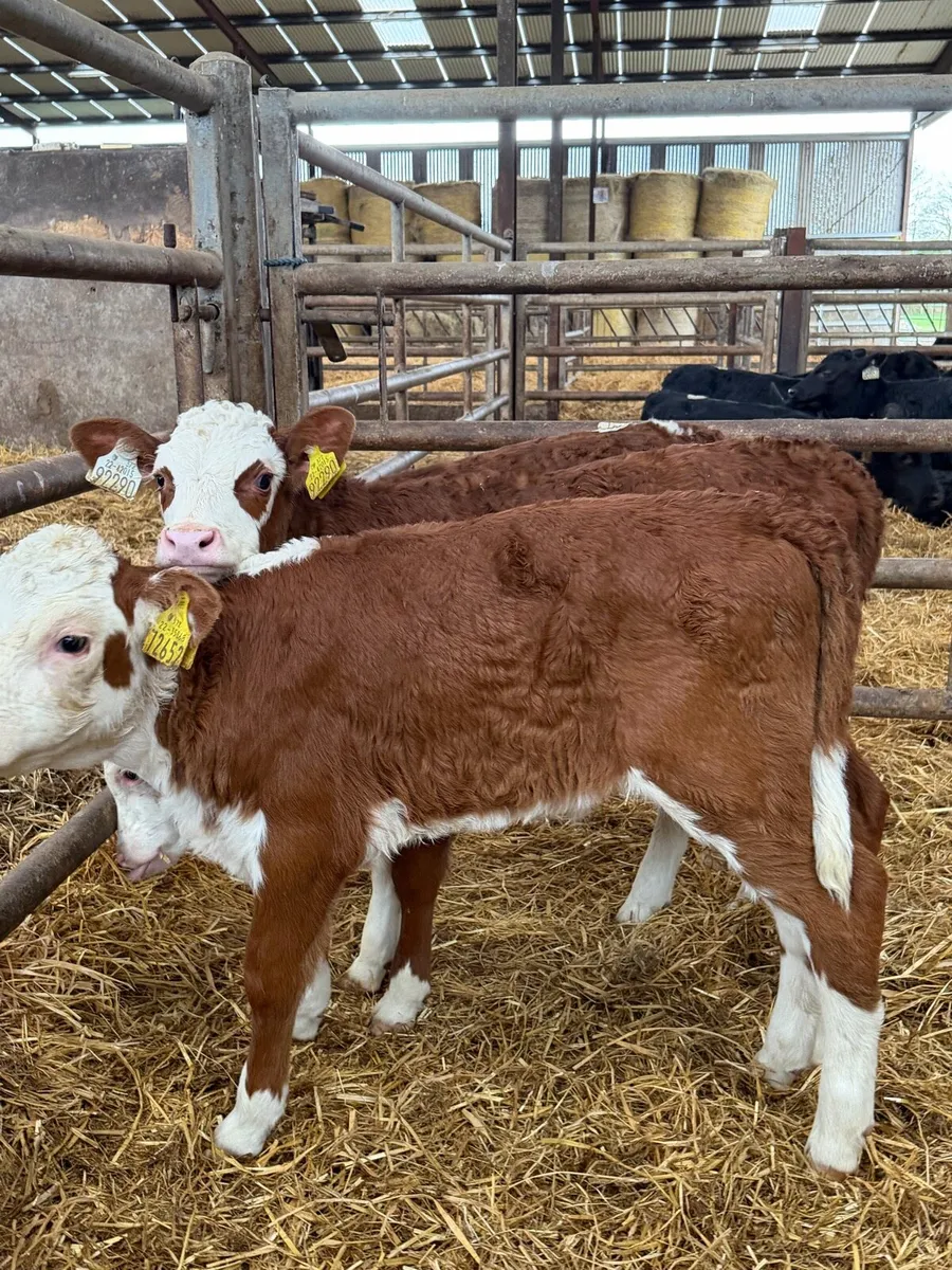 21 super Hereford Heifier calf’s - Image 4