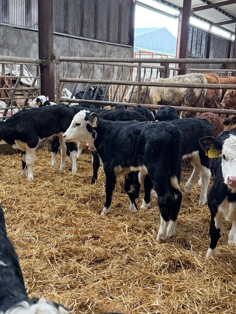 21 super Hereford Heifier calf’s - Image 1