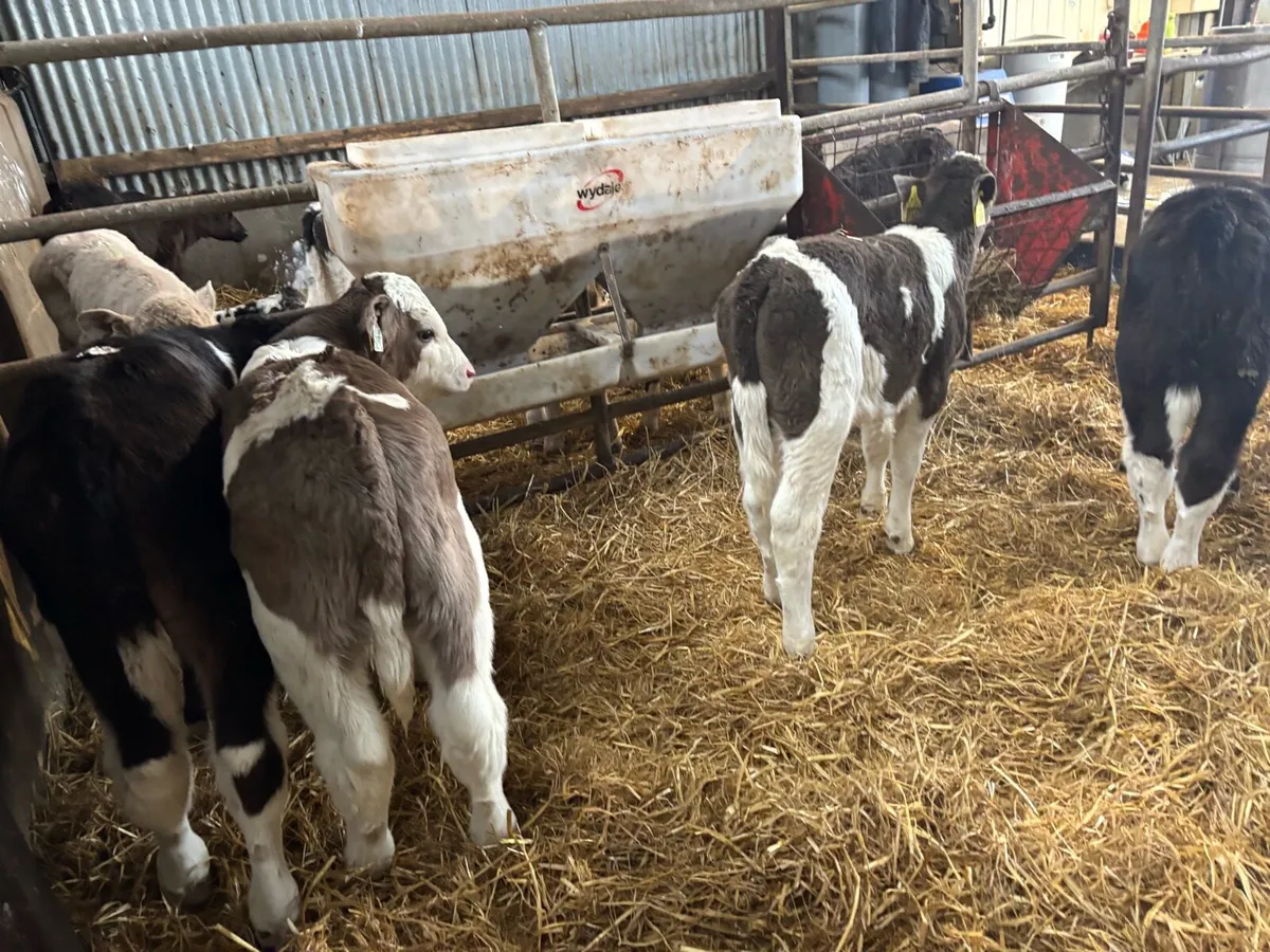 5 strong Simmental bull calf’s - Image 1