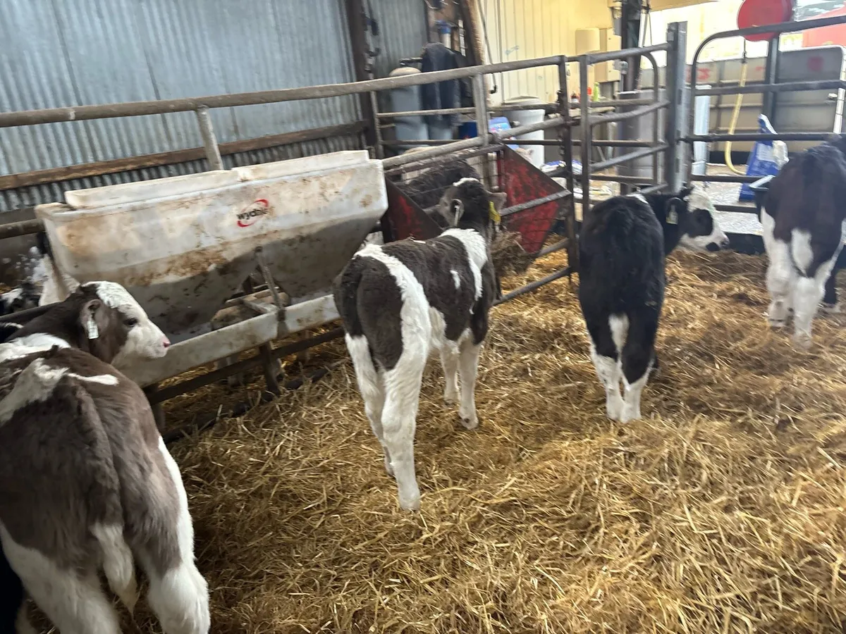 5 strong Simmental bull calf’s - Image 4