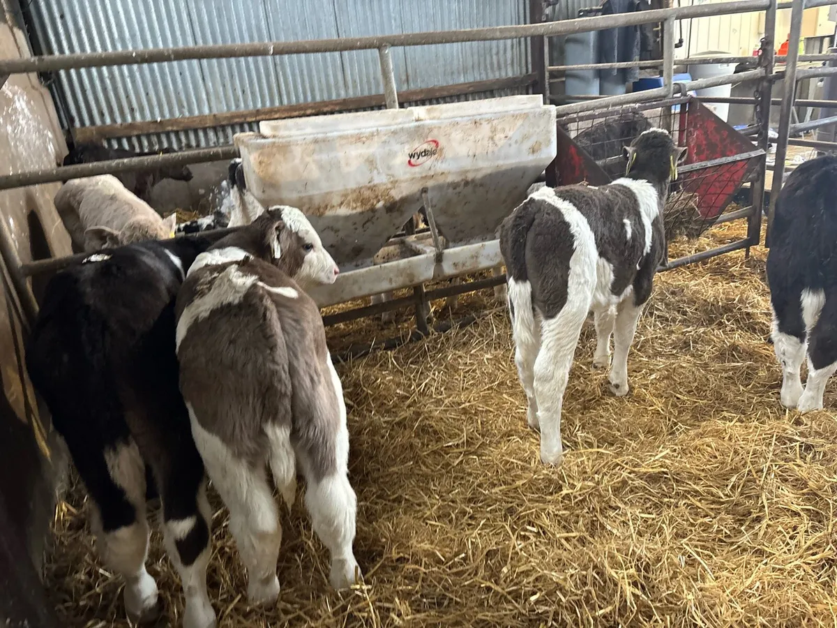 5 strong Simmental bull calf’s - Image 2