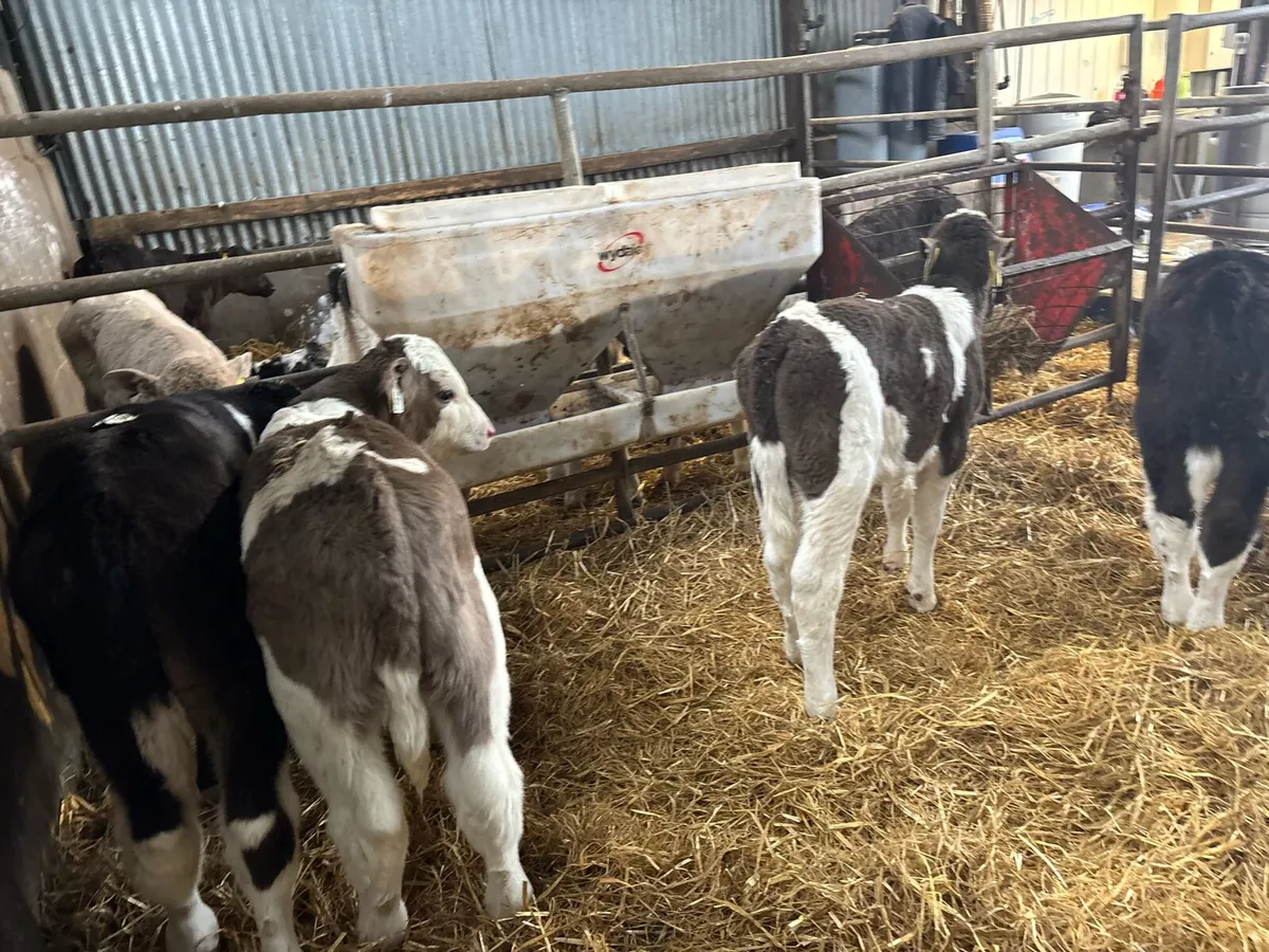 5 strong Simmental bull calf’s - Image 3