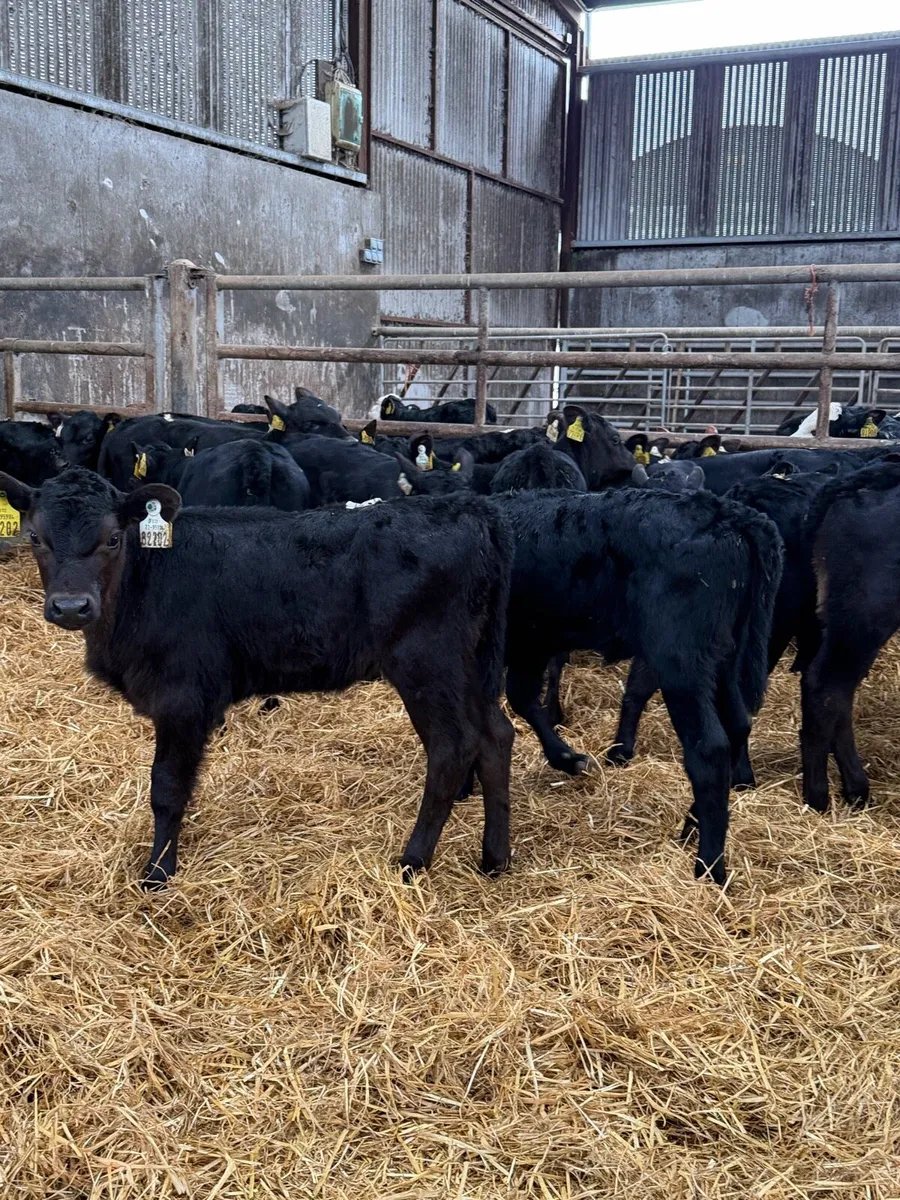 21 exceptional Aberdeen Angus Heifer calves - Image 1