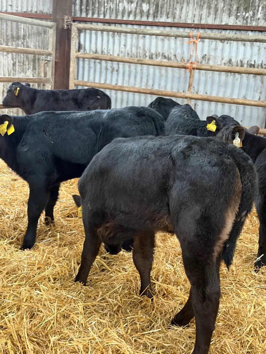 21 exceptional Aberdeen Angus Heifer calves - Image 2