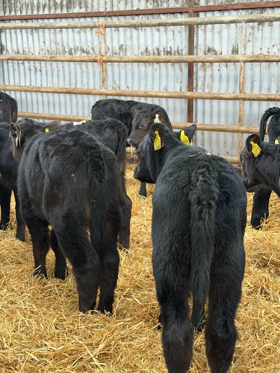21 exceptional Aberdeen Angus Heifer calves - Image 3