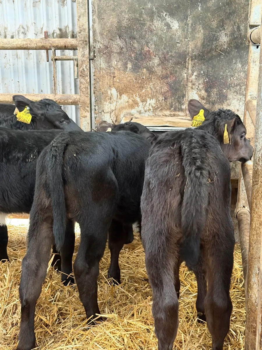 21 exceptional Aberdeen Angus Heifer calves - Image 4