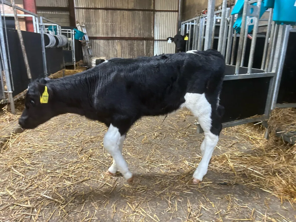 5 Fr Heifer Calves for Sale - Image 2