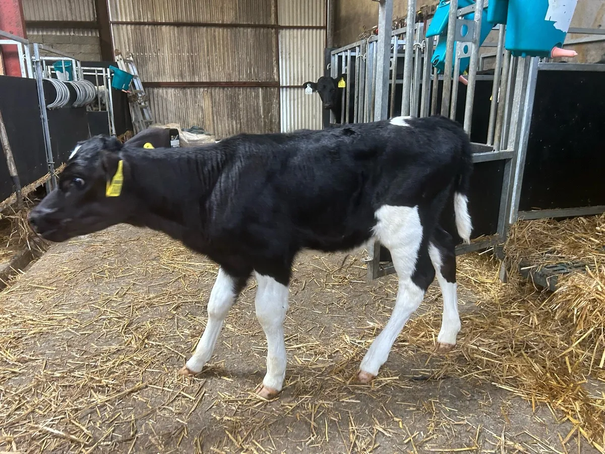5 Fr Heifer Calves for Sale - Image 3