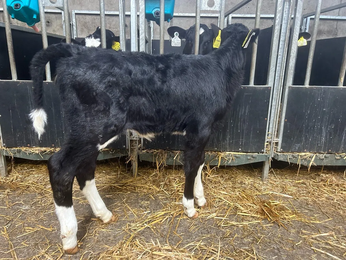 5 Fr Heifer Calves for Sale - Image 4