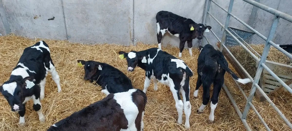 Selection of Genuine Fr. Heifer Calves - Image 2