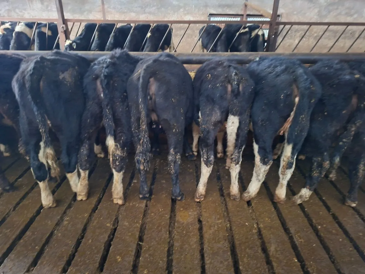 Heifer weanlings - Image 1