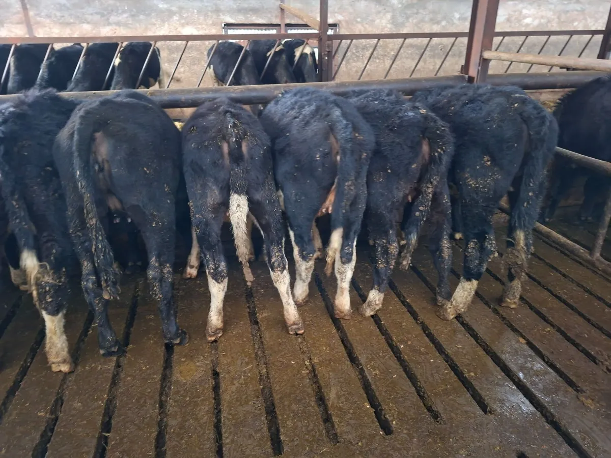 Heifer weanlings - Image 2