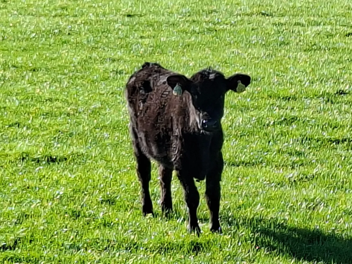 Heifer weanlings - Image 1