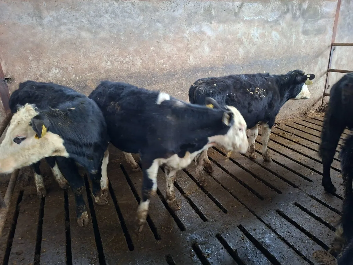 Heifer weanlings - Image 3