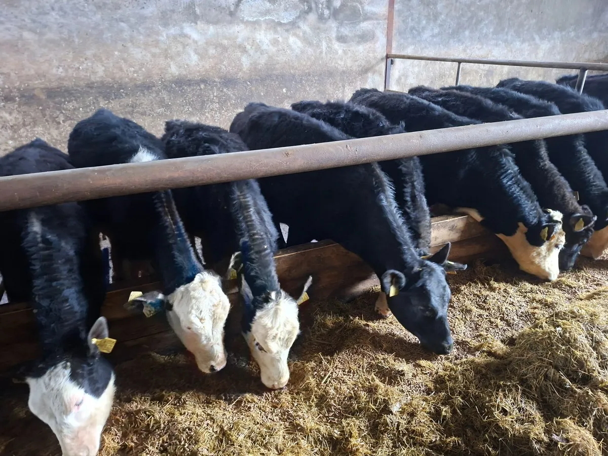 Heifer weanlings - Image 4