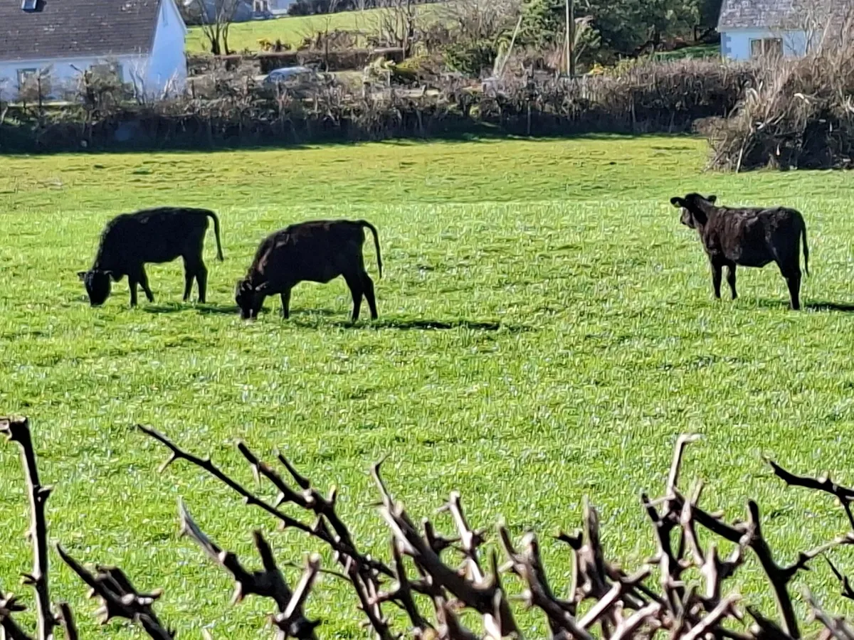 Heifer weanlings - Image 2