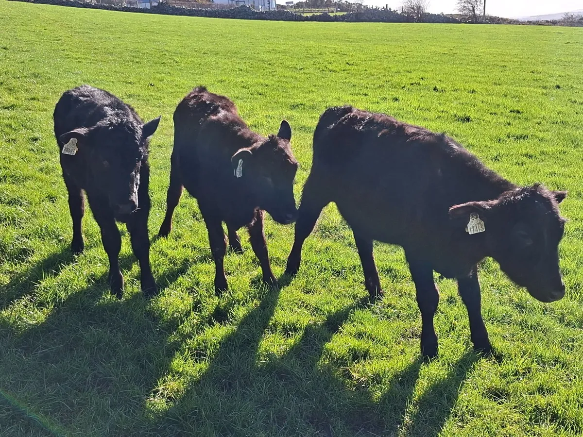 Heifer weanlings - Image 3