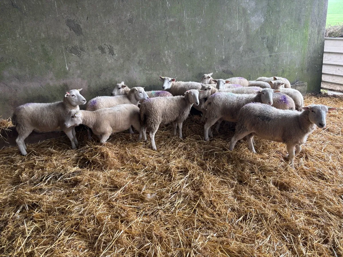 Easycare ewe Lambs Easy Care - Image 3