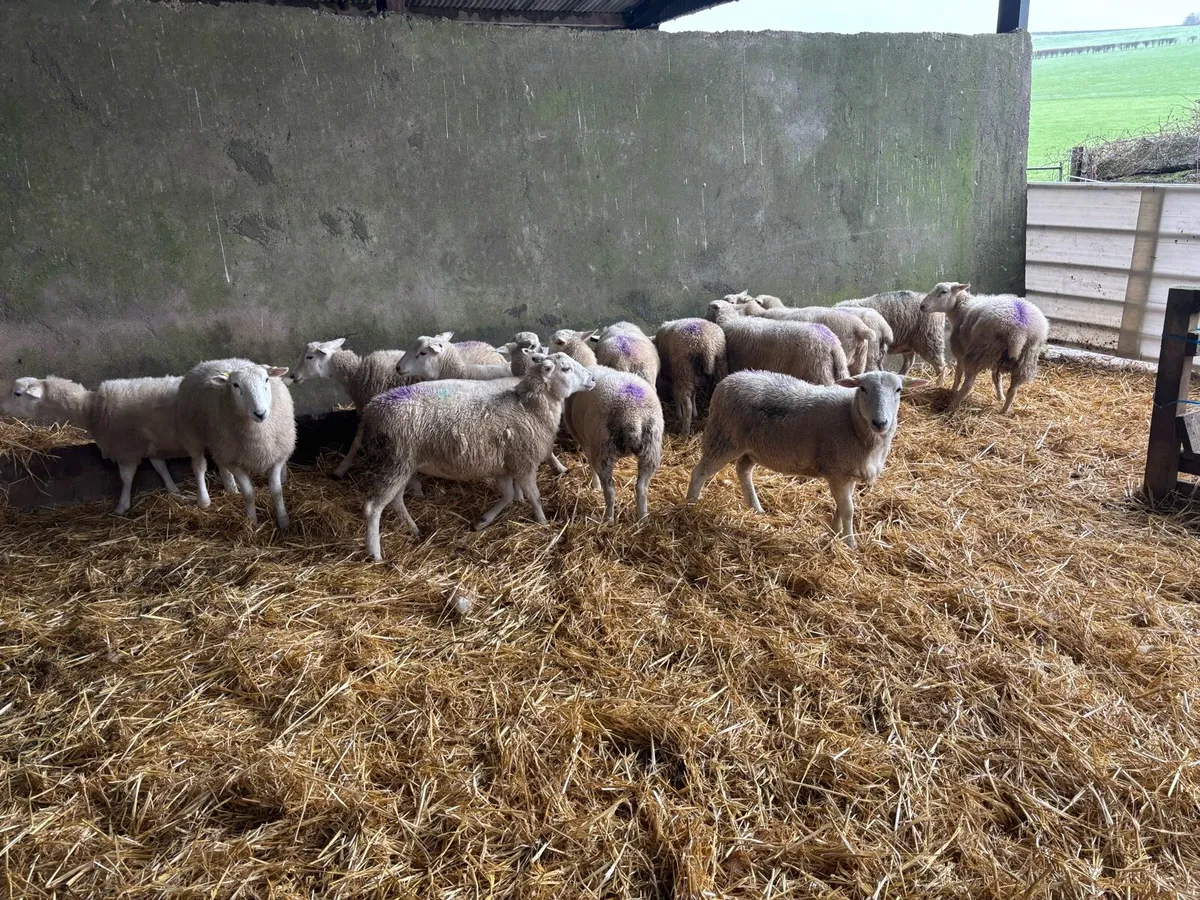 Easycare ewe Lambs Easy Care - Image 1