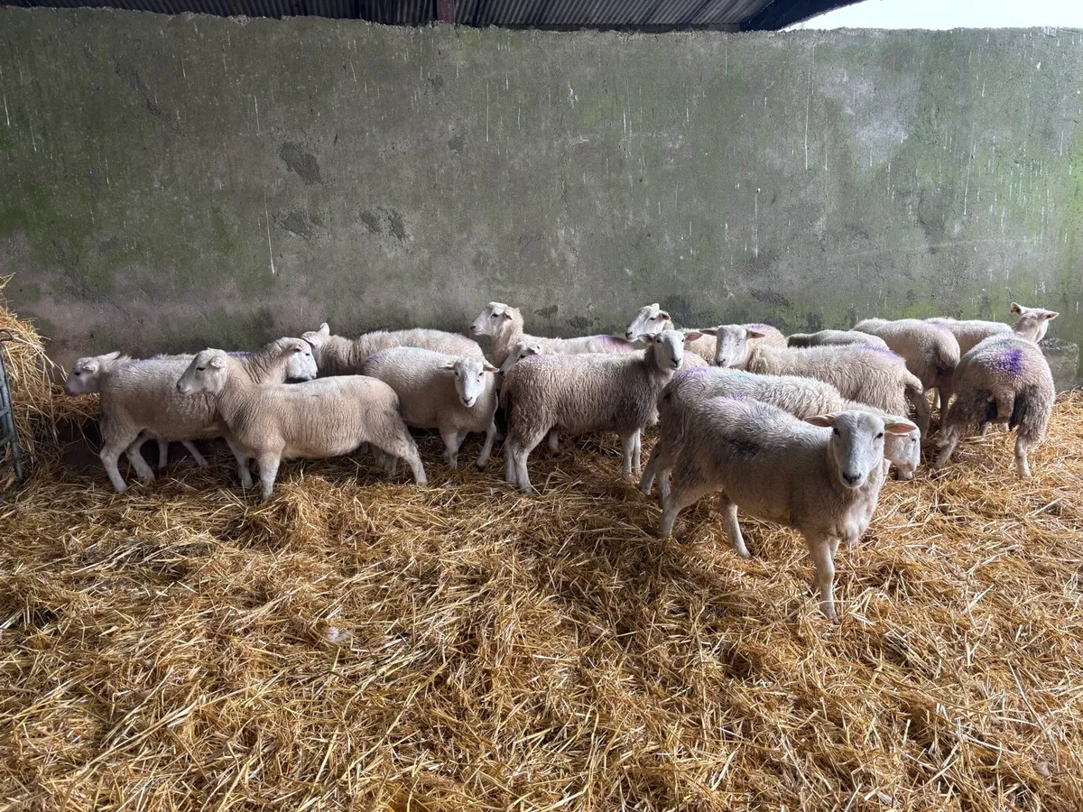 Easycare ewe Lambs Easy Care - Image 2