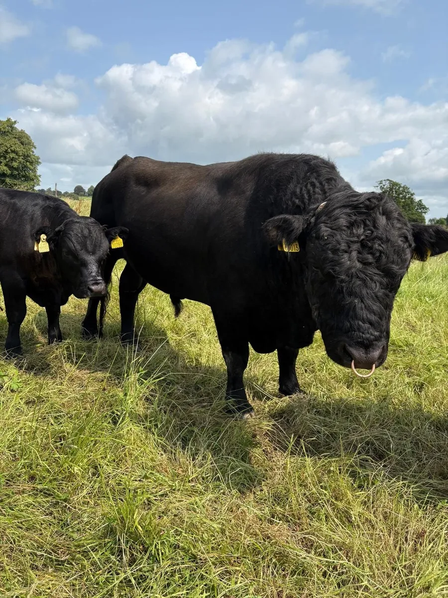 Pedigree Registered Organic Dexter bulls - Image 4