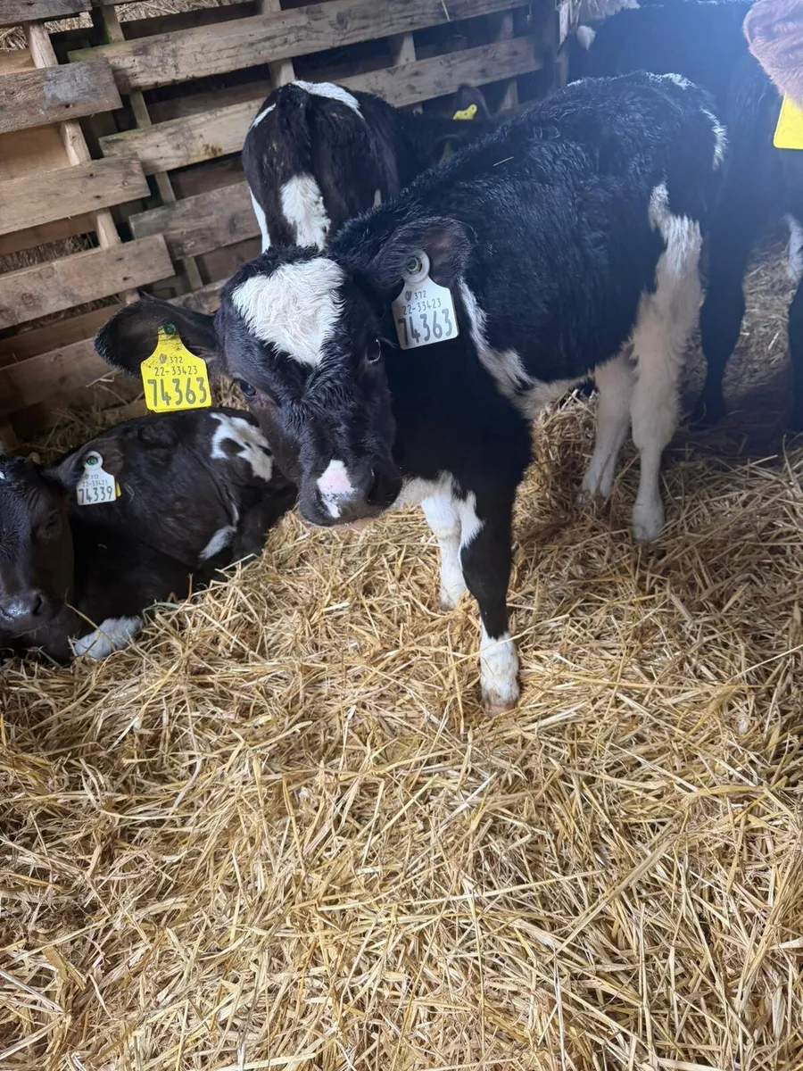 Friesian Heifer calves - Image 4