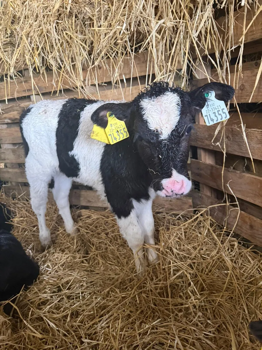 Friesian Heifer calves - Image 1