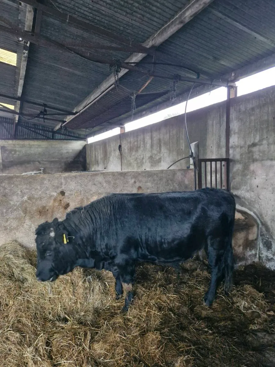 Dexter bull - Image 2