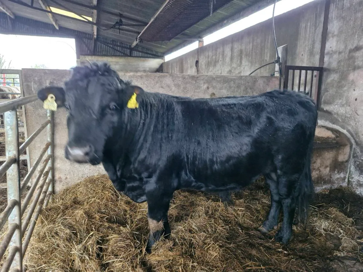 Dexter bull - Image 1