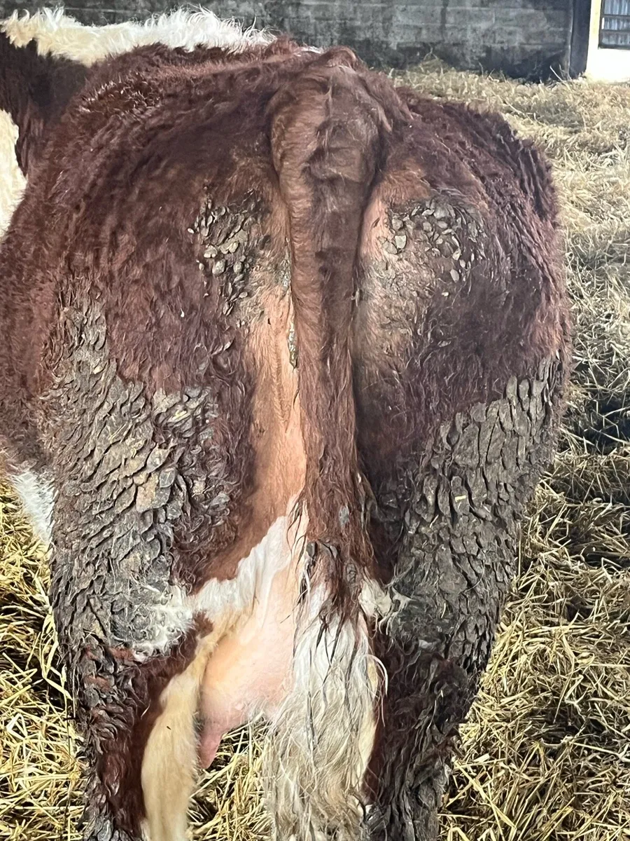 Purebred Cows with calf’s at foot - Image 2