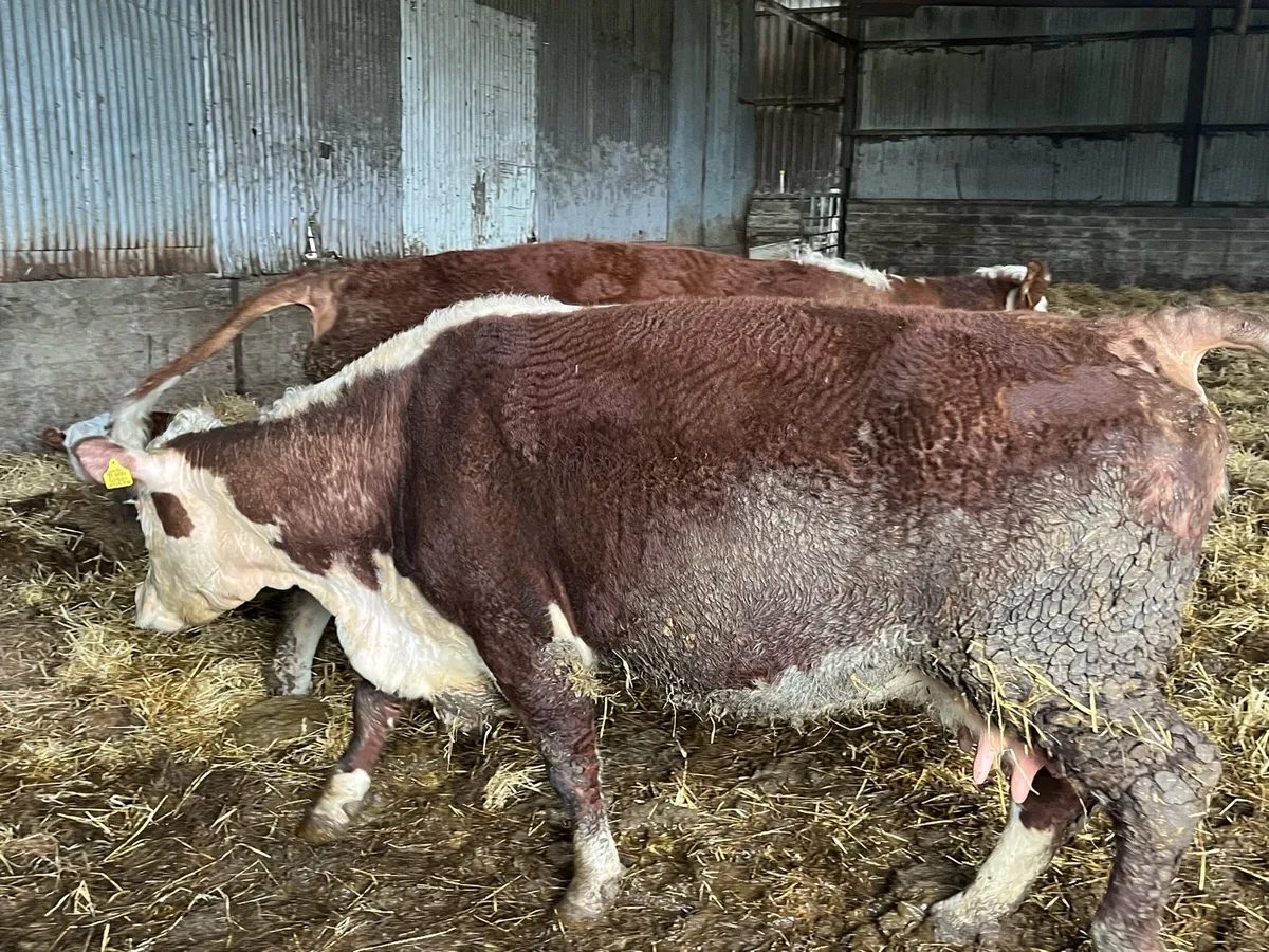 Purebred Cows with calf’s at foot - Image 3