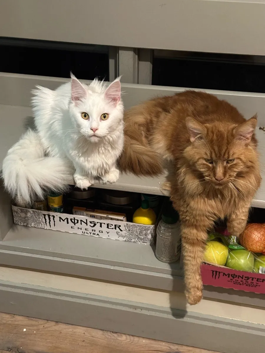 Maine Coon kitten - Image 4