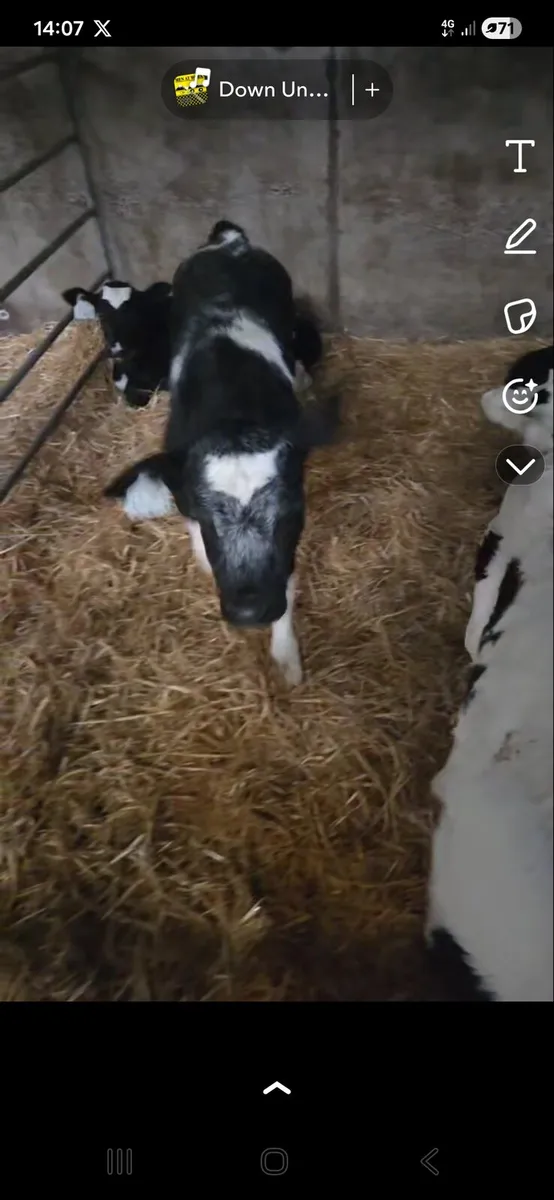 Wanted BB or Charolais heifer calves - Image 2