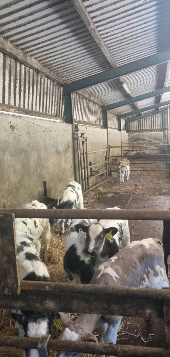 Wanted BB or Charolais heifer calves - Image 1