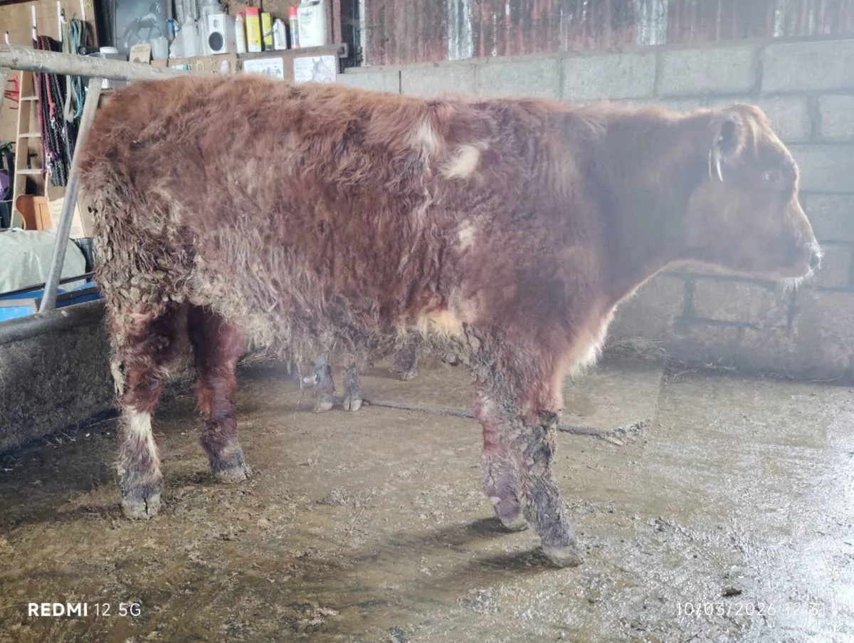 Droimeann & Moiled weanling bulls - Image 1